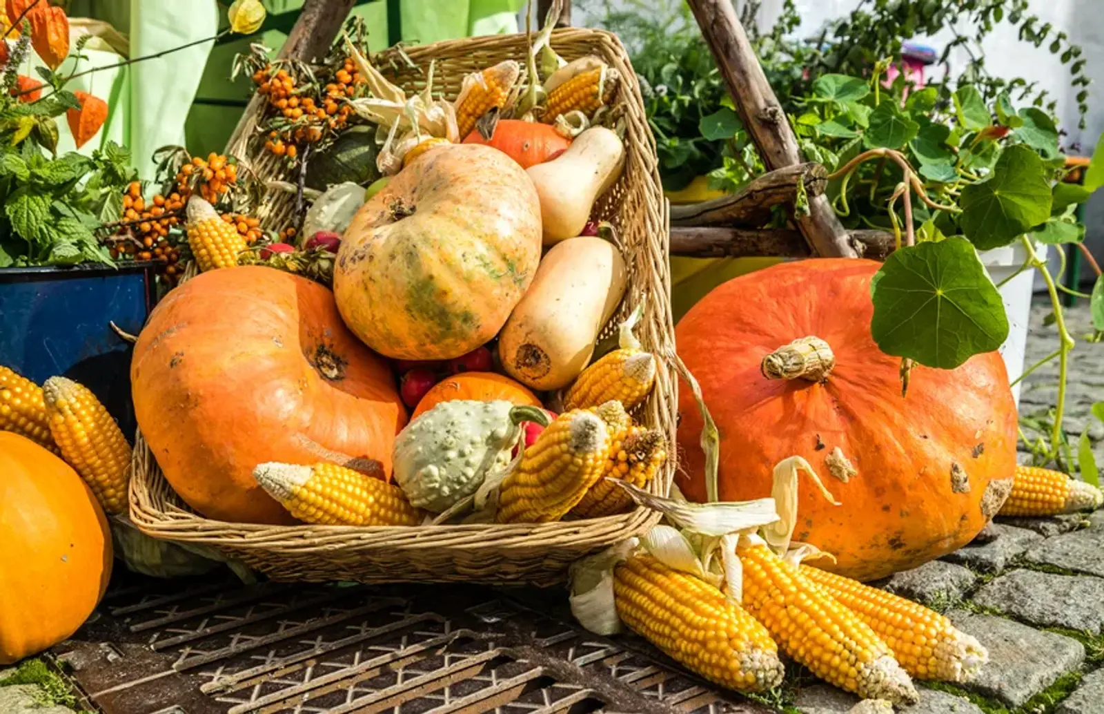 Kürbis - Regionale Spezialitäten