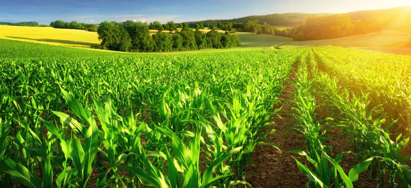 Unicorn Zuckermaisfeld